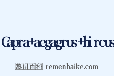 Capra+aegagrus+hircus是什么意思的图片